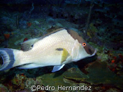 Hogfish,Humacao, Puerto Rico.Camera DC310 by Pedro Hernandez 